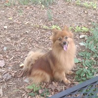 Spicy sitting in a yard, looking adorable!