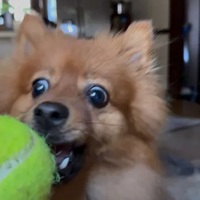 Spicy happily chomping on a tennis ball (and hand).